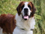 6 chiots Saint Bernard LOF tricolores poils longs nés en mars 2026 à vendre
