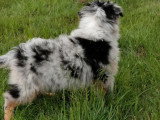 Deux chiots Berger Australien non LOF à vendre nés en février 2026