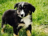 9 chiots femelles Berger Américain Miniature non LOF de février 2026