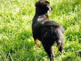 9 chiots femelles Berger Américain Miniature non LOF de février 2026