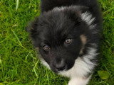 9 chiots femelles Berger Américain Miniature non LOF de février 2026