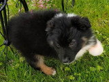 9 chiots femelles Berger Américain Miniature non LOF de février 2026