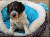 4 chiots mâles Épagneul Breton tricolore non LOF d' avril 2026 en fonte