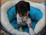 4 chiots mâles Épagneul Breton tricolore non LOF d' avril 2026 en fonte