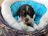 4 chiots mâles Épagneul Breton tricolore non LOF d' avril 2026 en fonte