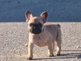 2 chiots Bouledogue Français mâles LOF nés mars 2026 à vendre