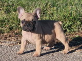 2 chiots Bouledogue Français mâles LOF nés mars 2026 à vendre