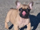 2 chiots Bouledogue Français mâles LOF nés mars 2026 à vendre