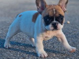 2 chiots Bouledogue Français mâles LOF nés mars 2026 à vendre