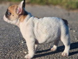 2 chiots Bouledogue Français mâles LOF nés mars 2026 à vendre