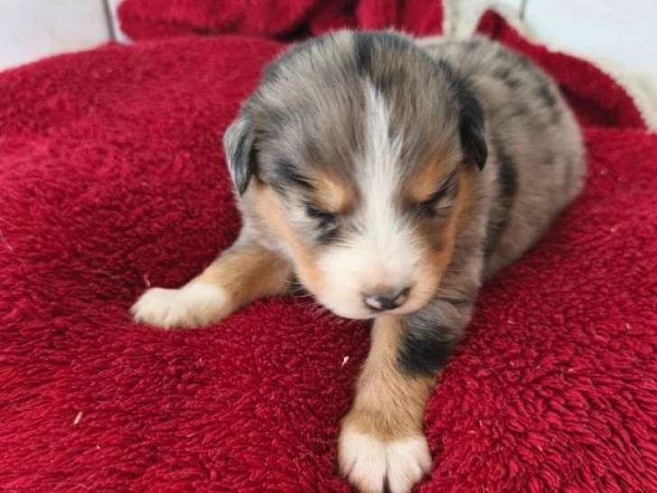 Portée de 7 chiots Berger Américain Miniature non LOF à réserver