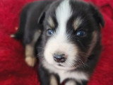 Portée de 7 chiots Berger Américain Miniature non LOF à réserver