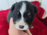 Portée de 7 chiots Berger Américain Miniature non LOF à réserver