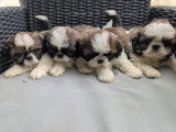 Vente de 5 chiots Shih Tzu tricolores non LOF nés en avril 2026