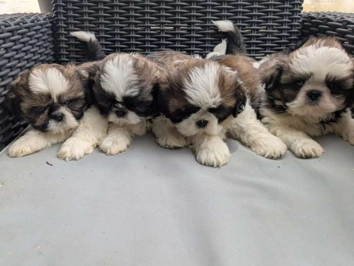 Vente de 5 chiots Shih Tzu tricolores non LOF nés en avril 2026