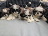 Vente de 5 chiots Shih Tzu tricolores non LOF nés en avril 2026