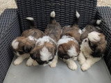 Vente de 5 chiots Shih Tzu tricolores non LOF nés en avril 2026