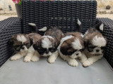 Vente de 5 chiots Shih Tzu tricolores non LOF nés en avril 2026