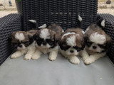 Vente de 5 chiots Shih Tzu tricolores non LOF nés en avril 2026