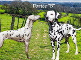 Chiots Dalmatien LOF à réserver