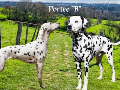 Chiots Dalmatien LOF à réserver