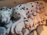 Chiots Dalmatien LOF à réserver