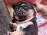 Chiots Bouldogue Français à vendre