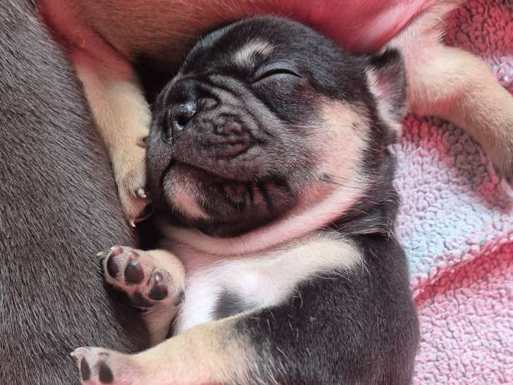 Chiots Bouldogue Français à vendre