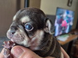 Chiots Bouldogue Français à vendre