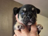 Chiots Bouldogue Français à vendre