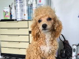 Chiot Caniche toy femelle à vendre
