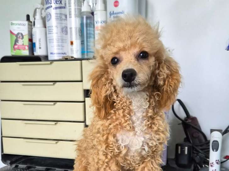 Chiot Caniche toy femelle à vendre