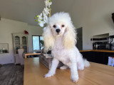 Femelle Caniche toy blanche à vendre