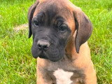 Chiot Chien de Cour Italien mâle fauve LOF de mars 2026 à vendre