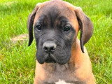 Chiot Cane Corso mâle fauve LOF de mars 2026 à vendre