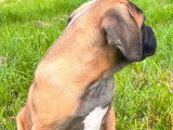 Chiot Cane Corso mâle fauve LOF de mars 2026 à vendre