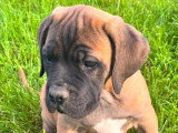 Chiot Cane Corso mâle fauve LOF de mars 2026 à vendre