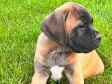 Chiot Cane Corso mâle fauve LOF de mars 2026 à vendre