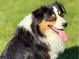 Saillie Berger Australien d'octobre 2023 noir tricolore LOF yeux bleus