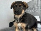 Deux chiots Berger Allemand LOF à vendre nés en mars 2026