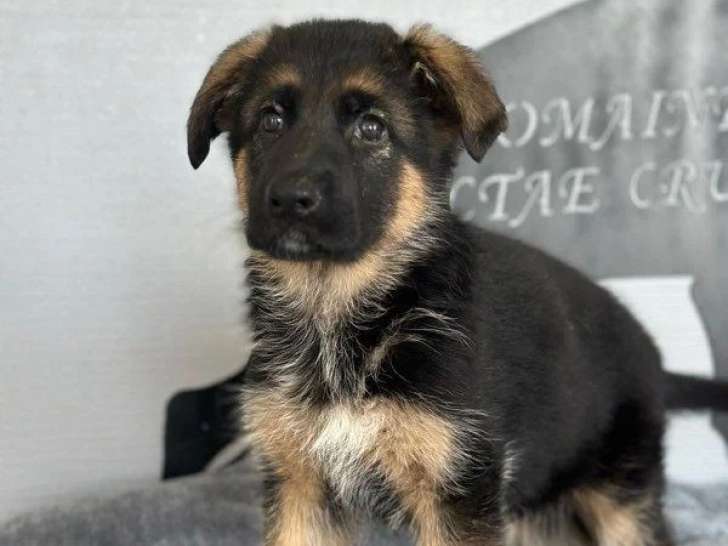 Deux chiots Berger Allemand LOF à vendre nés en mars 2026