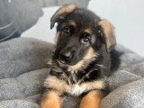 Deux chiots Berger Allemand LOF à vendre nés en mars 2026