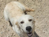 Chienne Golden Retriever de 16 mois à donner