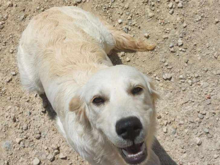 Chienne Golden Retriever de 16 mois à donner