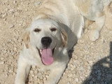 Chienne Golden Retriever de 16 mois à donner