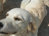 Chienne Golden Retriever de 16 mois à donner