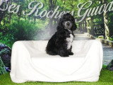 Chiot Cockapoo mâle noir et blanc non LOF à vendre