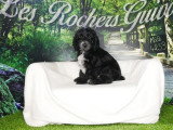 Chiot Cockapoo mâle noir et blanc non LOF à vendre