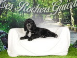 Chiot Cockapoo mâle noir et blanc non LOF à vendre