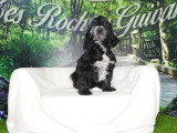 Chiot Cockapoo mâle noir et blanc non LOF à vendre